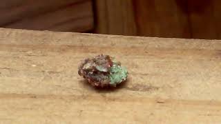 Trash Bug – Lacewing Larvae
