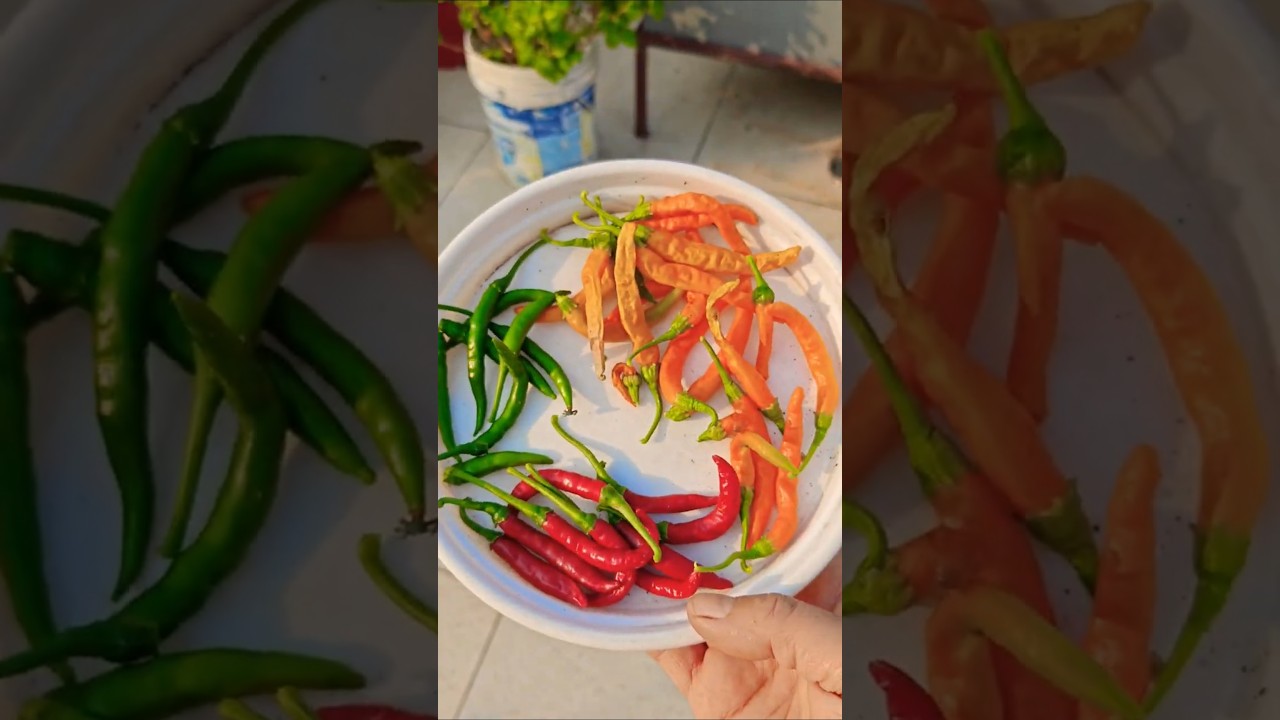 🌶️Red 💚green  🧡 Orange chill 🥰😍#harvesting #terracegarden #youtubeshorts