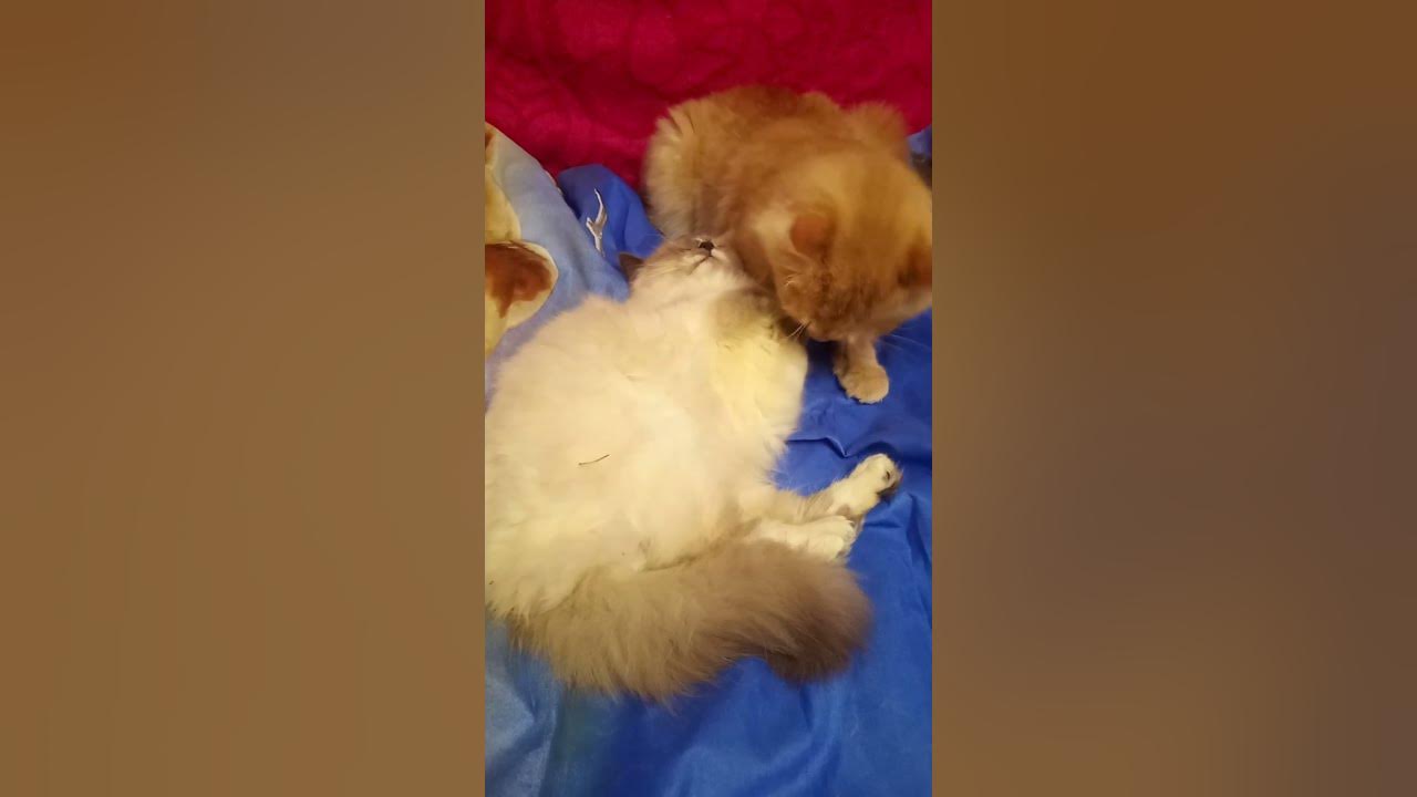 КОТИК ЦЕЛУЕТ КОШЕЧКУ В МОРДОЧКУ И ЛИЖЕТ ЛАПКИ . - YouTube