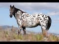 Amazing Horse - Appaloosa Horses