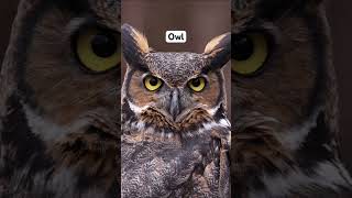 How Animals Look With Camouflage