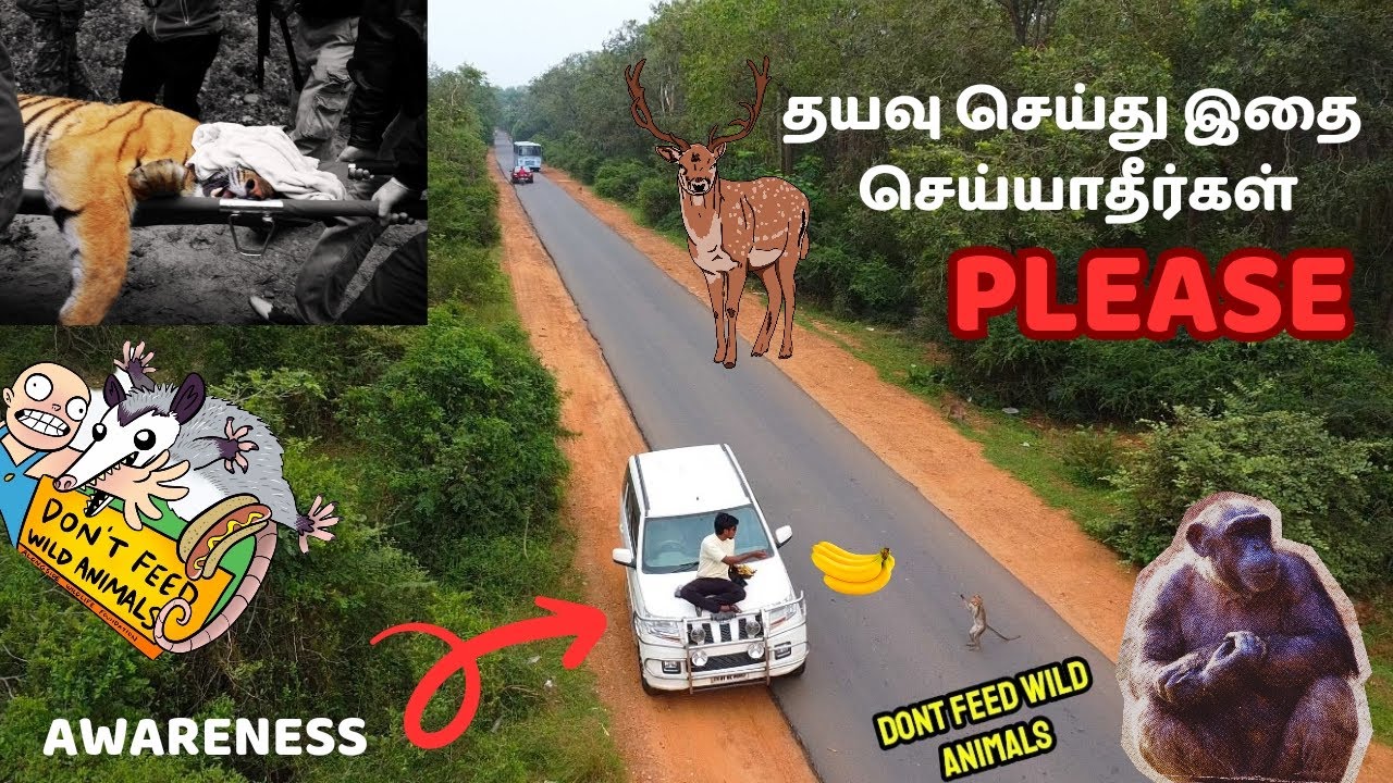 Do💔not feed wild animals🥺| Friends மனிதர்களால் 🐒🐘விலங்குகளின் இறப்பு அதிகரிப்பு| Protect the forest