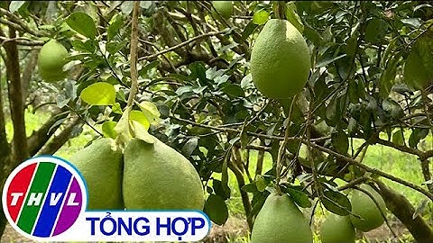 Các xã nông thôn mới nâng cao tiếp tục nâng chất tiêu chí thu nhập