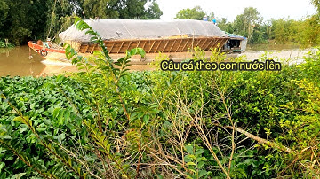 Câu cá mùa nước lũ cập mé sông @chuachactv
