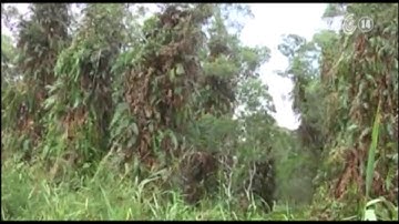 VTC14_Mưa trái mùa làm tăng nguy cơ cháy rừng tràm ở Cà Mau