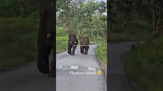 Elephant Attack