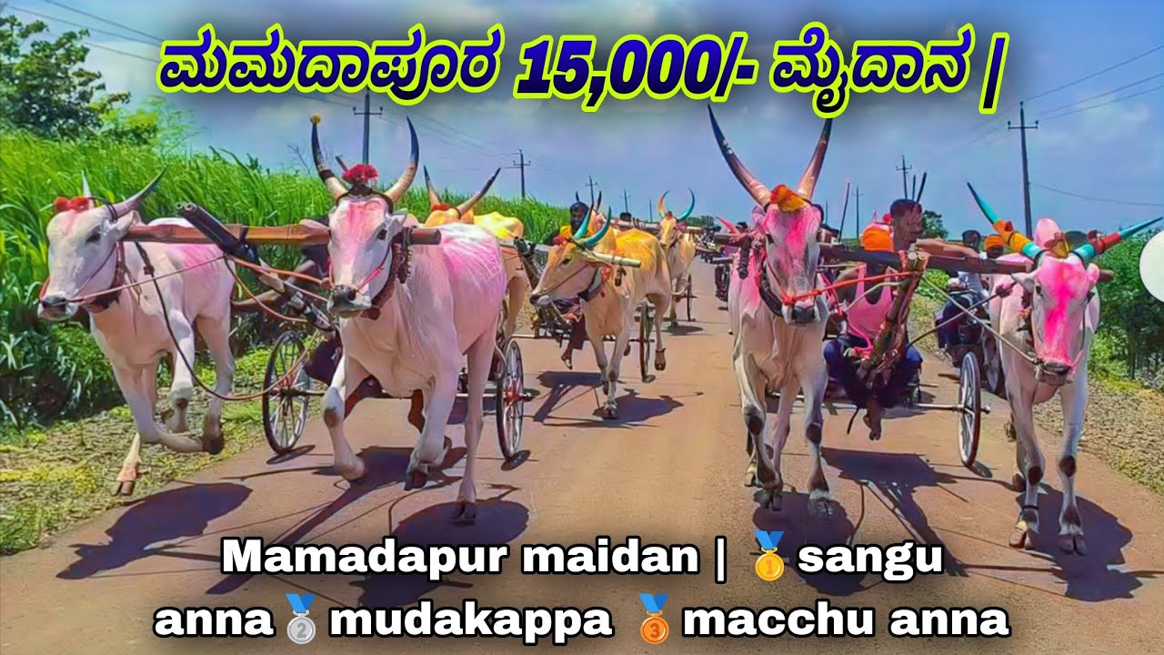 ಮಮದಾಪೂರ 15,000/- ಮೈದಾನ | Mamadapur maidan | 🥇sangu anna🥈mudakappa 🥉macchu anna @nagarajmendegar7150 