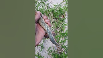 bẫy dông cát bình thuận - dông gò đỏ trứ danh