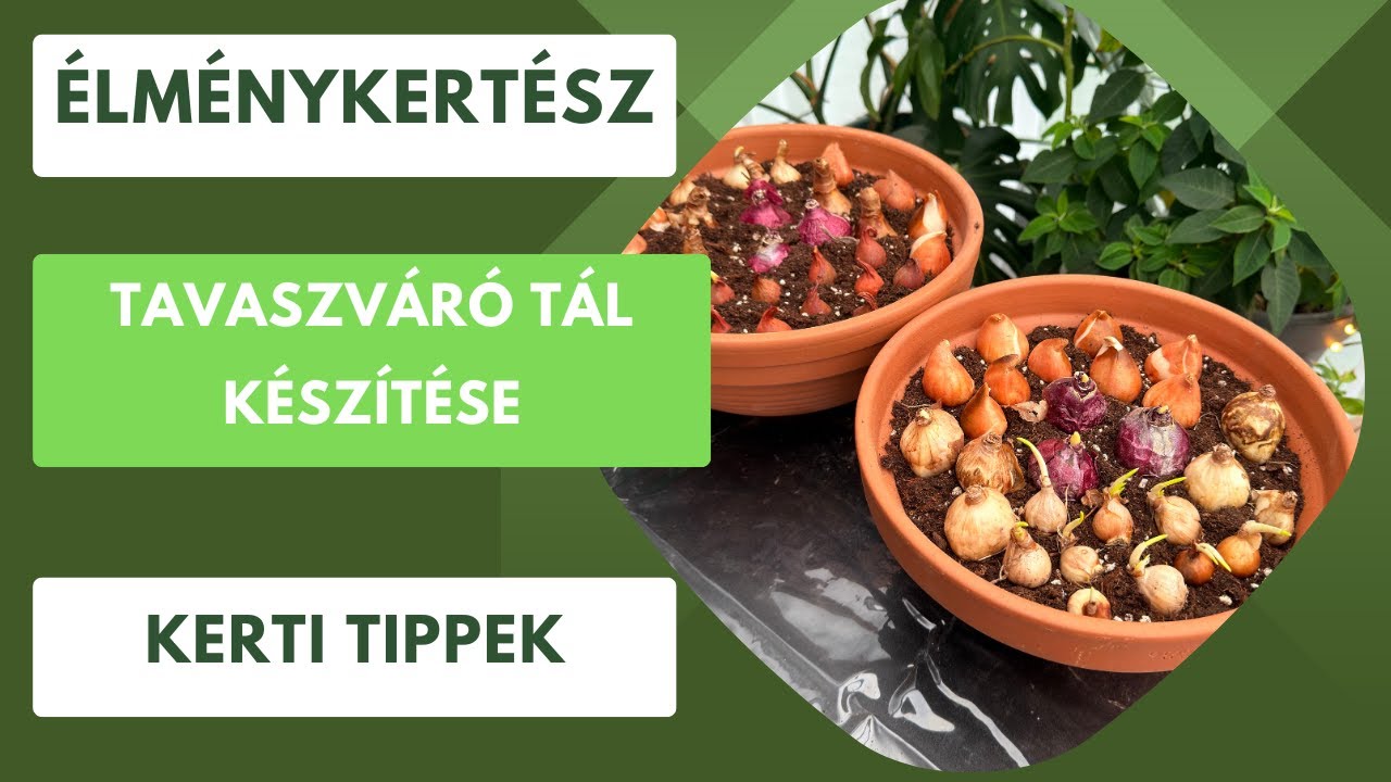 Tavaszváró tál készítése színes, illatos virágokkal!🌷🪻