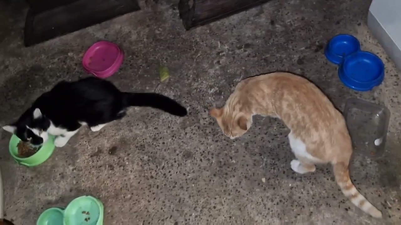 Пришёл бойцовский кот Люсьен. С ранением. The fighting cat Lucien came. With a wound