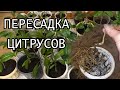 Пересадка лимонов и других цитрусовых