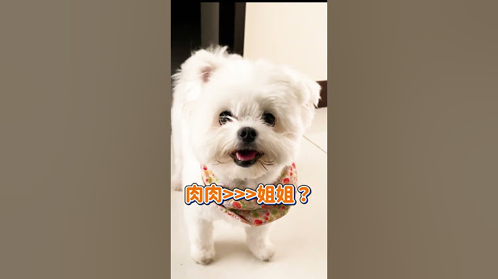 是吃飽才有力氣啦~絕對不是肉肉比姐姐重要 @youmakemefluffy #shorts #寵物 #萌寵 #狗狗