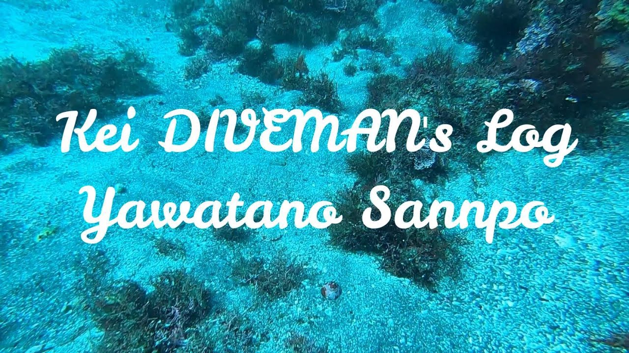 【KEI DIVEMAN LOG】水中散歩No.2　八幡野ダイビング　伊豆の生物たち