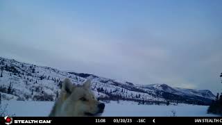 wolf at Trapping Camp Lake