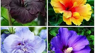 : My favourite flowers reel # song # Love #femili #