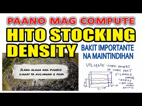 Ep #13 - STOCKING DENSITY: ALAMIN TAMANG DAMI NG HITO NA PWEDENG ALAGAAN SA SUKAT NG INYONG FISHPOND
