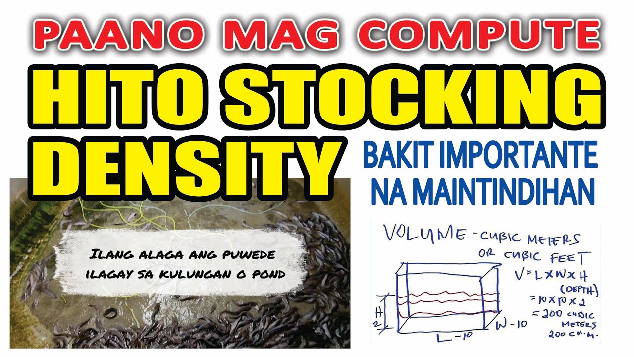 Ep #13 - STOCKING DENSITY: ALAMIN TAMANG DAMI NG HITO NA PWEDENG ALAGAAN SA SUKAT NG INYONG FISHPOND