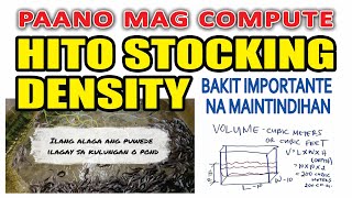 Ep #13 - STOCKING DENSITY: ALAMIN TAMANG DAMI NG HITO NA PWEDENG ALAGAAN SA SUKAT NG INYONG FISHPOND