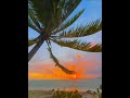 Palm Tree Percussion 🌴🌬️🌊🌅 #hawaiianisland  #paradise #sunset #waves #beach #hawaii  #coconuttree