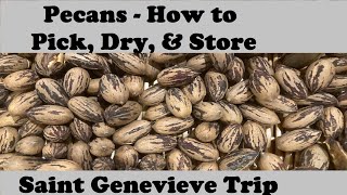Pecans How To Pick, Dry, & Store - Trip To Saint Genevieve From Campbells Freedom Farm