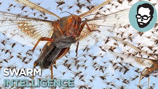 The Crazy Science Behind Insect Plagues | Answers With Joe