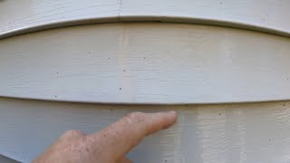 What Are The Black Dots On My House? How Do I Remove Shotgun Fungus From My House screenshot 3