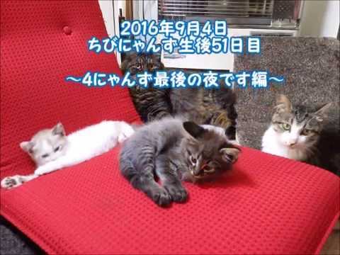 ４にゃんず最後の夜です編【猫】ぎんじろぅとももこ。ちびにゃんず☆