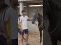 ghode ki video 🐎