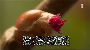 سورة الفــاتحة صوت ملائكي مبكي