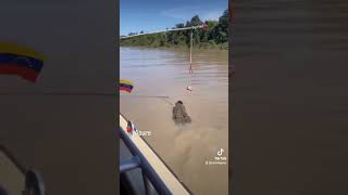 Caimán Del Orinoco Venezuela