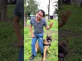 Si tu perro no está educado ponerle una pechera es la peor idea 😱 #perros #educacioncanina