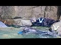 Sea otter Taz stealing toy episode 1
