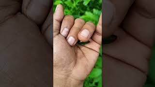 Download Lagu It is the Smaller shiny jewel beetle part 2#beautifulinsects #nature #anyuniqueanimals #insects MP3