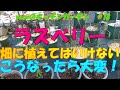 ラズベリー　どうして畑に植えてはいけないのか