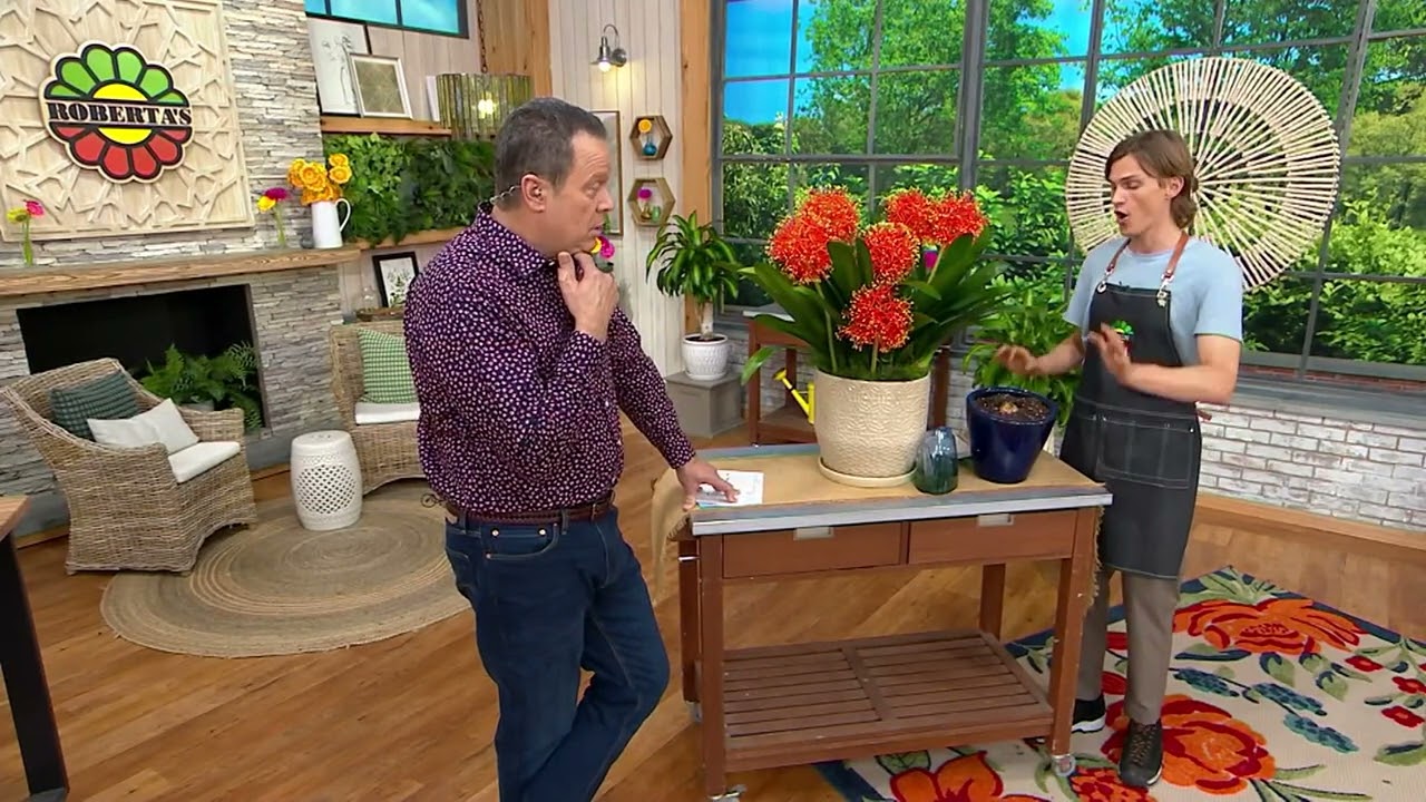 Roberta's 4-Piece Exotic Starfire Lily Bulbs on QVC