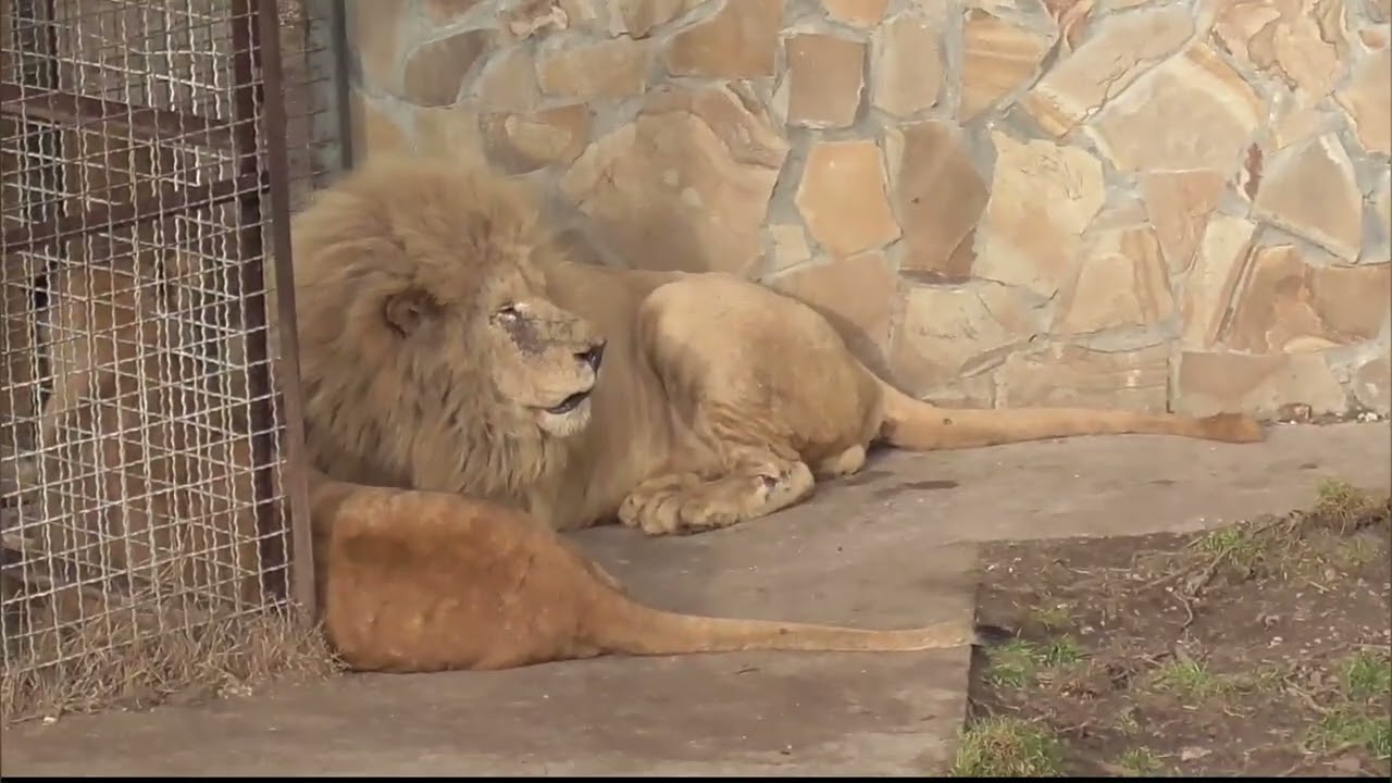 ЧИП не промах! Парк львов ТАЙГАН ❤️ 