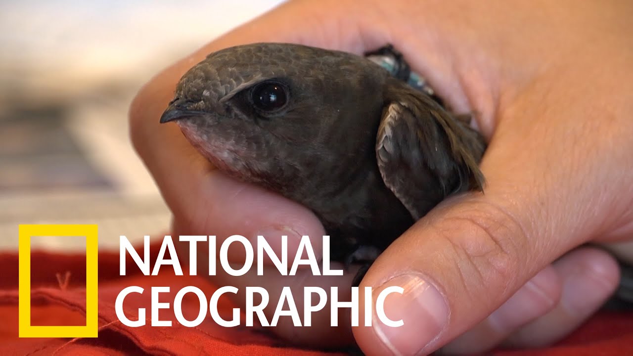 「普通樓燕」的飛行能力可一點都不普通！《國家地理》雜誌