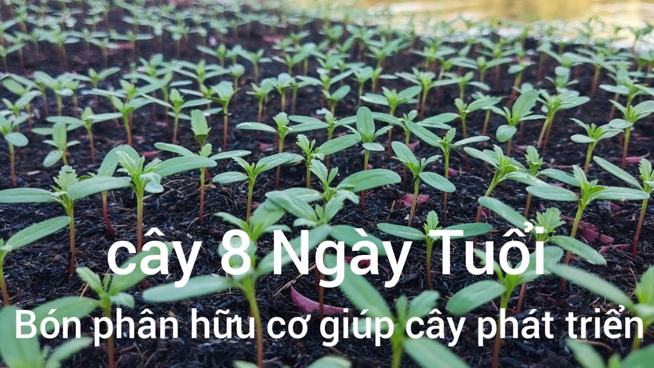 Điều Kiện Cần Và Đủ Khi Bón Phân Từ Cây Con Sang Chậu