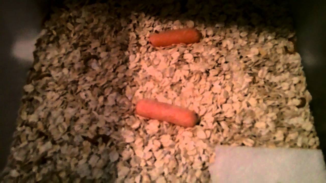 mealworm colony YouTube