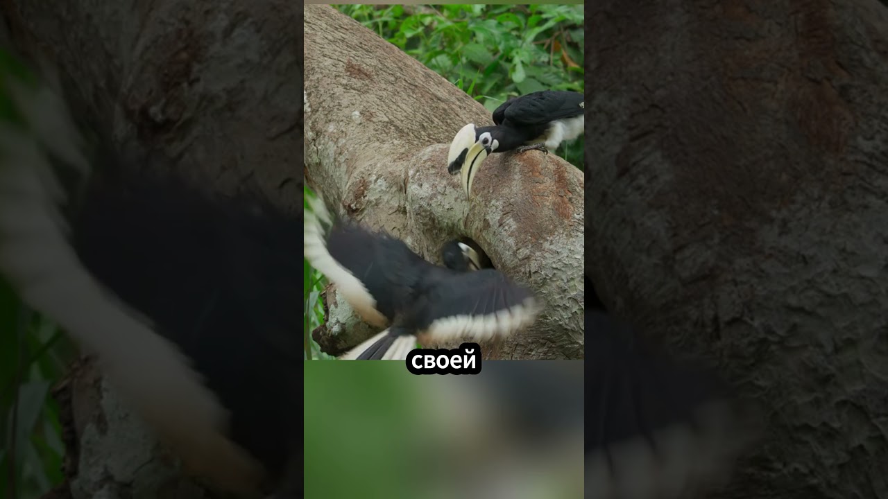 Почему эта птица стреляет помётом из дерева?