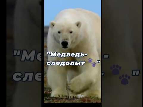 Медведь следопыт #polarbear #north #nature #animals #detektive