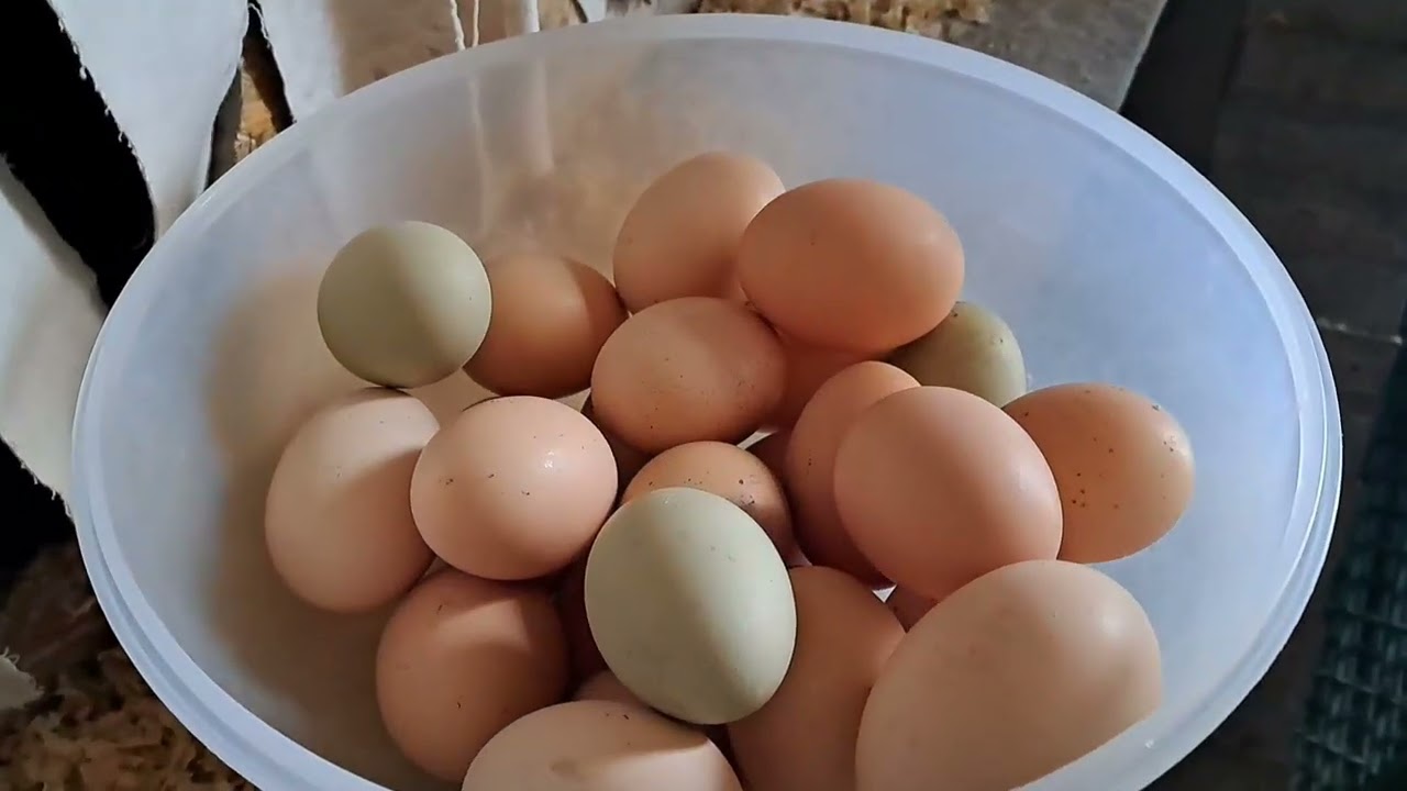 Жизнь в курятнике,как есть.Чем заняты куры в течении дня.Молодки снесли первые яйца и они крошечные