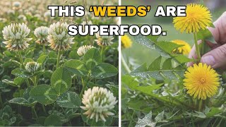 9 Wild Edible Plants Growing in Your Backyard Right Now Free Food You re Ignoring