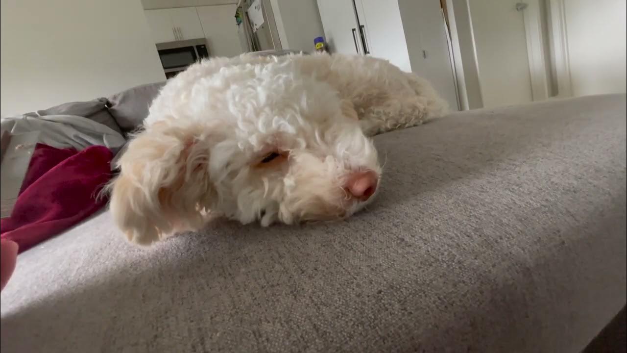 Maltipoo Grooming Cleaning her eye area and preventing tear stains YouTube