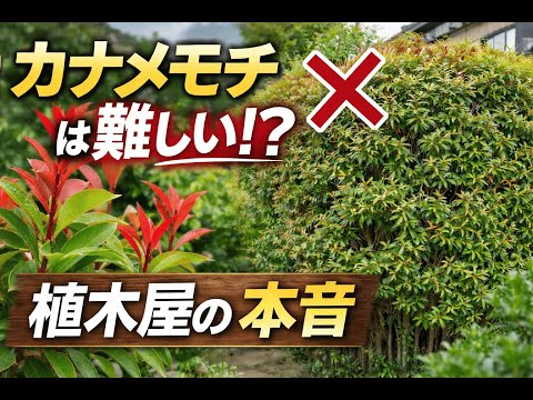 光葉石楠を除去する正しい方法と手順