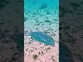 Trevally on the Reef