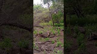 Komodo makan bareng bersama babi hutan😱😱😱