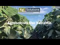 Agronomists Use NatraMin