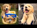 Baby Dogs - Cute and Funny Dog Videos Compilation #20  Aww Animals