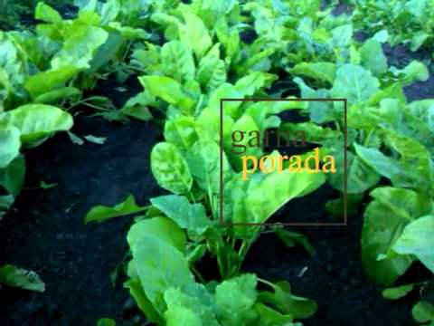 Как правильно выращивать буряк/свеклу (сколько раз можно его трогать)